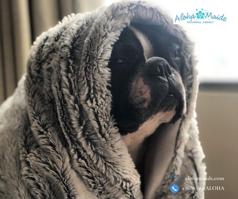 How to Remove Pet Odors from Carpets Aloha Maids Blog